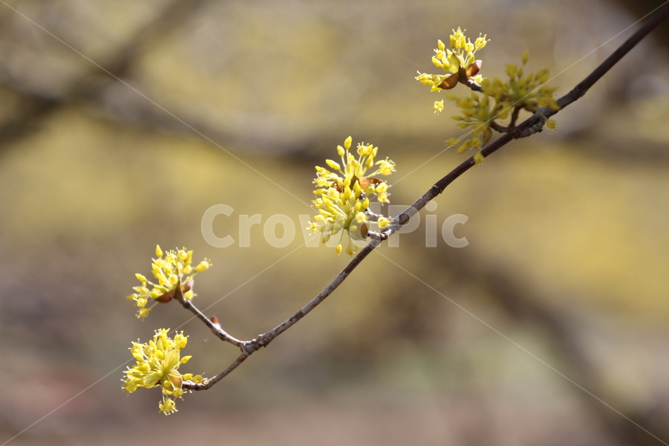 산수유,꽃,층층나무,식물,구례산수유축제,봄,계절,spring,season,식물,자연,plants,nature,꽃,flower,plant