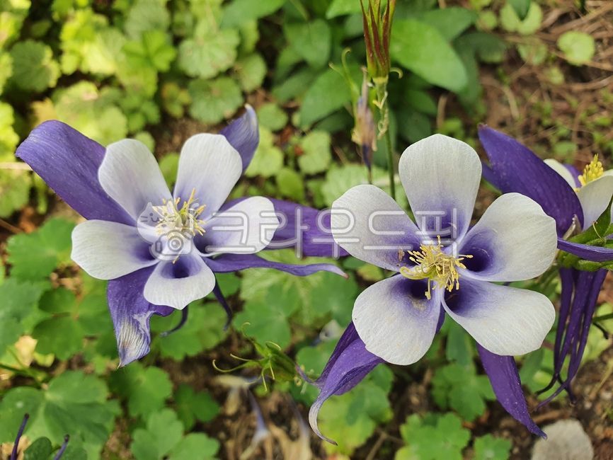 white flower,purple flower,Hawk claw shape,Hawk toenail,flower
