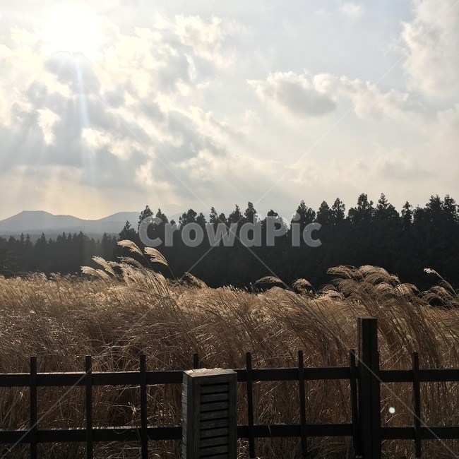 갈대,바람,wind,reed,silvergrass,억새,햇빛,구름,sunny,tree