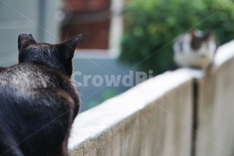 고양이,길고양이,도둑고양이,검은고양이,반려묘,외나무다리,골목,담장,견제,경계