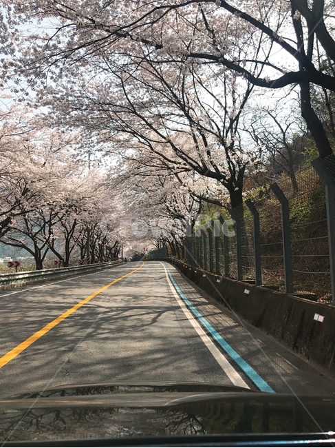 벚꽃,벚꽃길,꽃길,도로,꽃도로,핑크색,벚꽃구경,나들이,드라이브,나무,봄