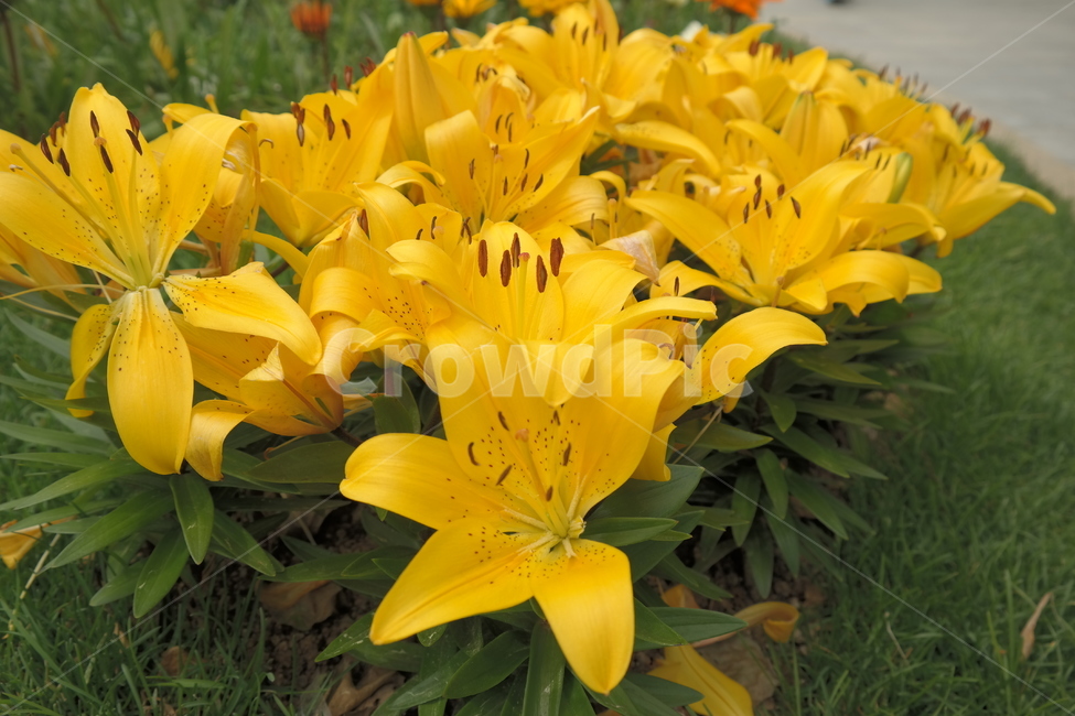 꽃,꽃박람회,노란꽃,난꽃,들꽃,분홍꽃,식물,자연,plants,nature,꽃,flower