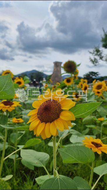 Cheomseongdae,intensity,Freshness,autumn,sunflower