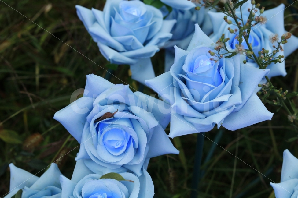 장미,파란장미,감성,자연,불빛,식물,자연,plants,nature,꽃,flower