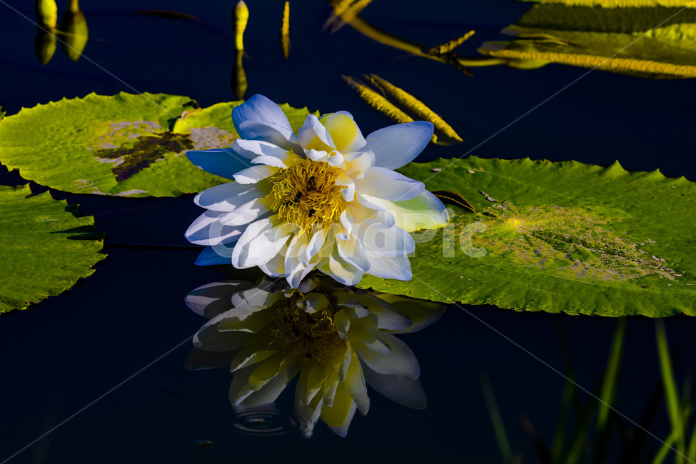 수련,연꽃,연,수상식물,습지,연못,반영,식물,에이트런스,청순,식물,자연,plants,nature,꽃,flower