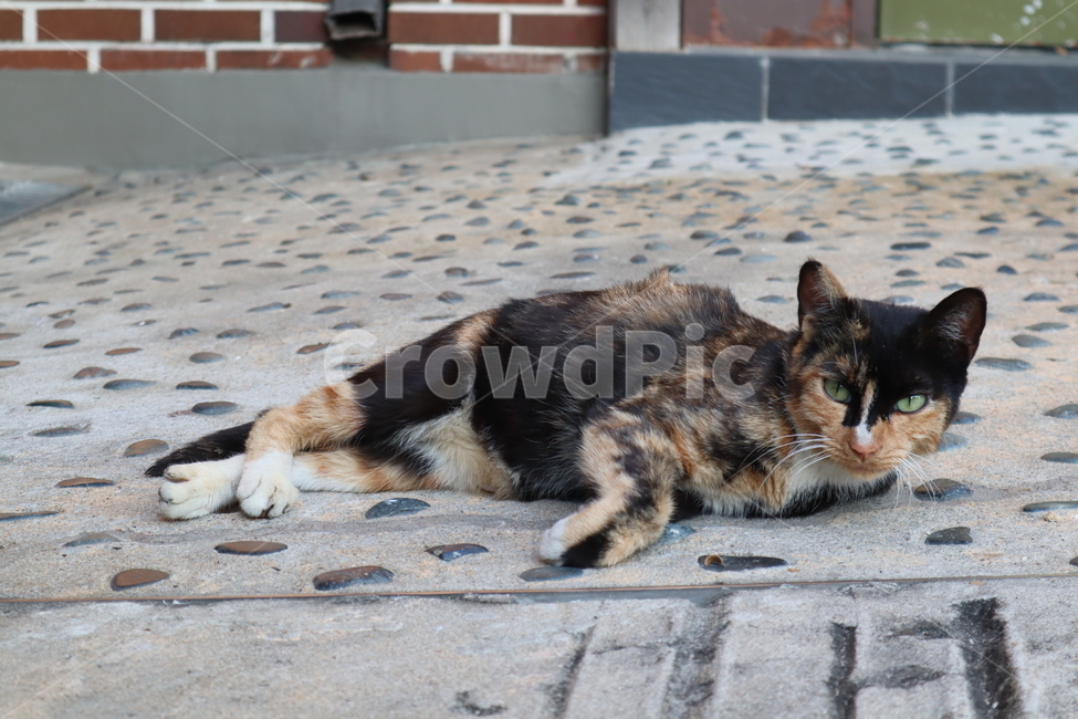 cat,고양이,동물,길고양이,animal,동물,animal,포유류,mammal,고양이,cat,kitten,kitty