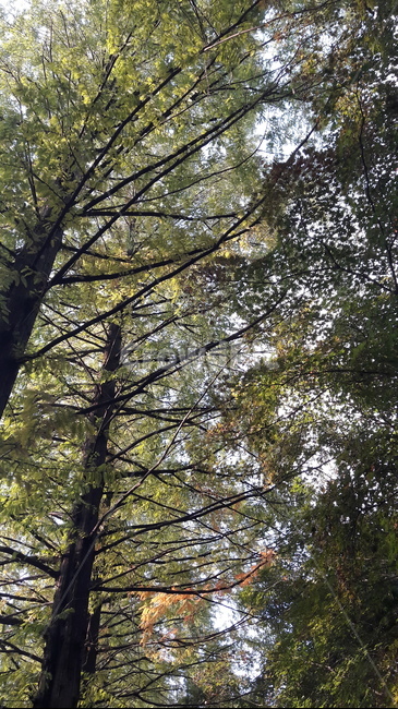 가을,하늘,단풍,아름다움,울긋불긋,자연,풍경,nature,landscape,tree,나무,plant,식물,tree trunk,나무 줄기