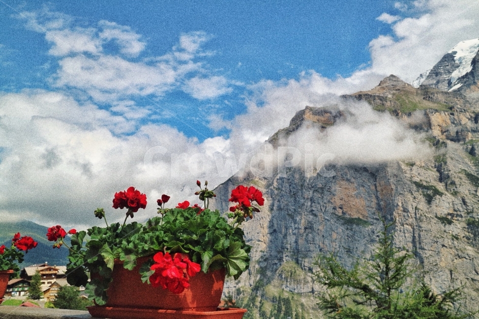 스위스,swiss,interlaken,인터라켄,자연,자연경관,사진,풍경,풍경사진,꽃,유럽,film,view,야경,snap,스냅,스냅사진,travel,여행,europe,유럽여행,trip,flower,rose,cloud,산,자연,풍경,nature,landscape,해외,외국,세계,foreign,oversea,world,세계자연풍경,해외자연풍경,외국자연풍경,world nature landscape,식물,plants,꽃,flower,plant