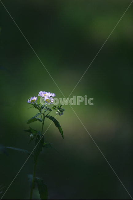 초록,들꽃,꽃,개망초,green,wildflower,flower,식물,자연,plants,nature,꽃,flower
