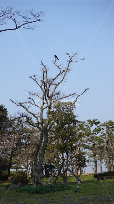 나무,tree,nature,park,공원,까마귀,제주도,제주도43평화공원,43평화공원