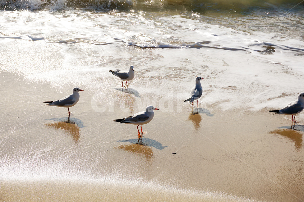 부산,해운대,갈매기,바다,새,동물,animal,조류,새,birds