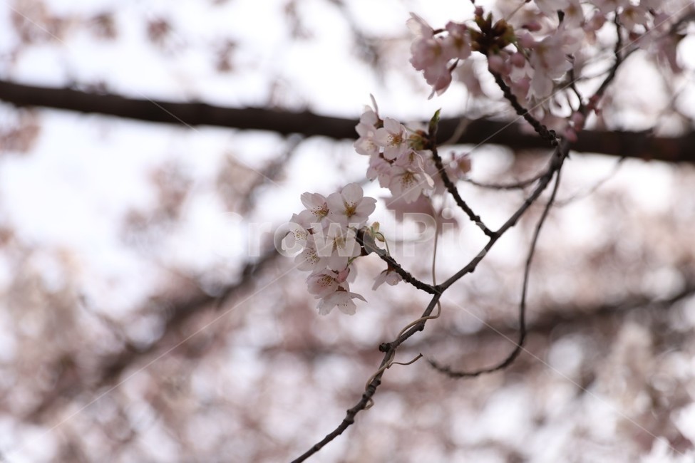 벛꽃,꽃,벚꽃나무,봄,여의도벚꽃,봄,계절,spring,season,plant,식물,flower,blossom