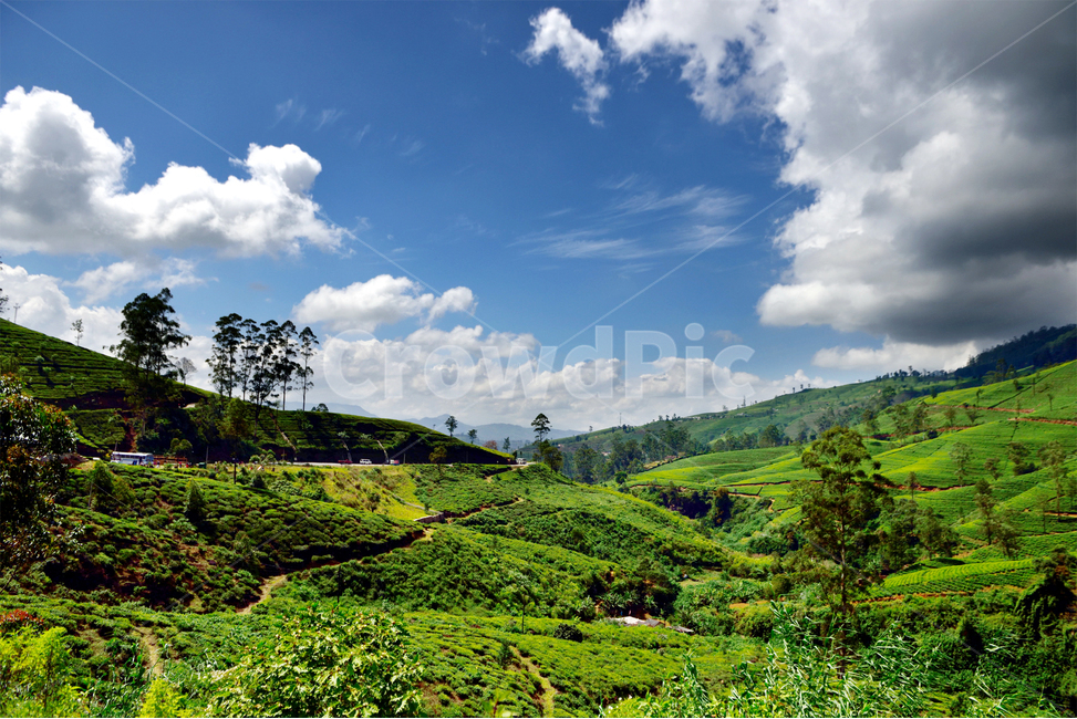 스리랑카,차밭,하톤,실론티,srilanka,teaestate,hatton,ceylontea,nature,자연,구름,outdoors,sky,하늘