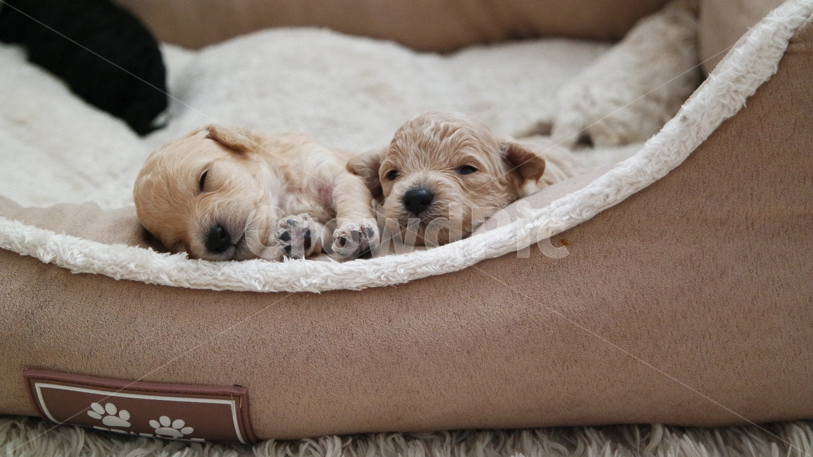 강아지,푸들,puppy,dog,강아지발바닥,개린이,동물,animal,포유류,mammal,개,강아지,dog,doggy