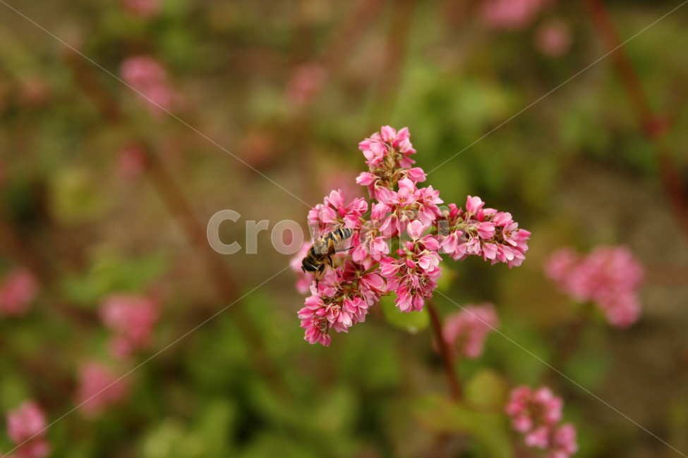 붉은메밀,메밀꽃,꽃,flower,color,식물,식물,자연,plants,nature,꽃,flower,동물,animal,곤충,벌레,insect,bug