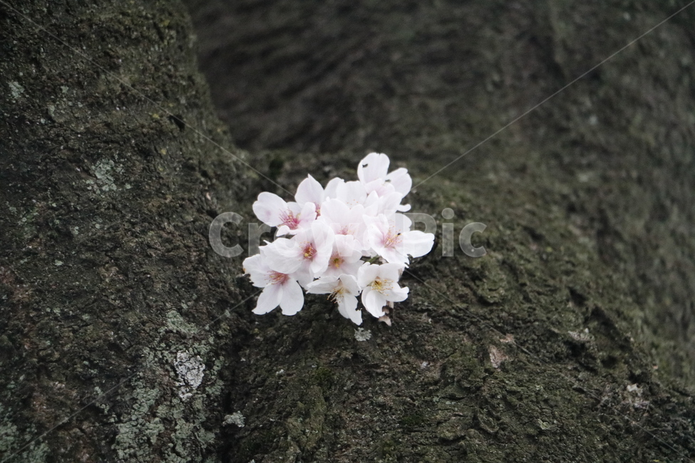벚꽃,유채꽃,봄,봄꽃,자연,풍경,나무,식물,흰꽃,흰색,봄,계절,spring,season,식물,자연,plants,nature,꽃,flower,plant,geranium,제라늄,blossom