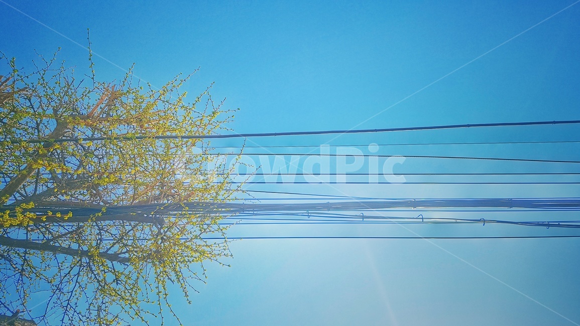 나무,하늘,봄,풍경,sky,자연,풍경,nature,landscape