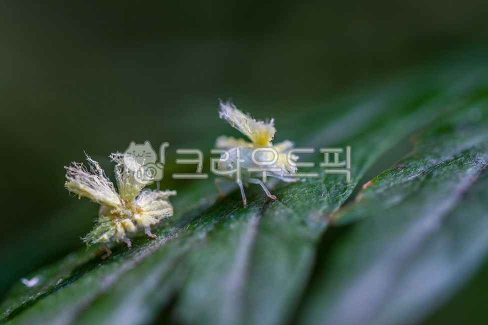 곤충,벌레,해충,천사벌레,미국선녀벌레,무척추동물,동물,곤충,벌레,insect,bug