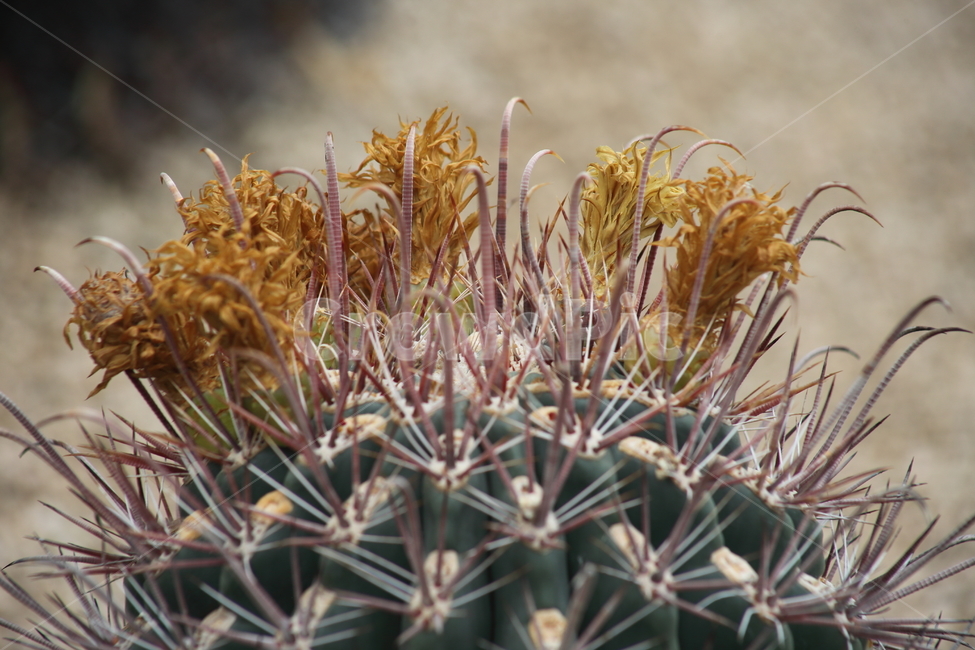 선인장,꽃,가시,ferocactus,호두선인장,Ferocactusacanthodessubsp