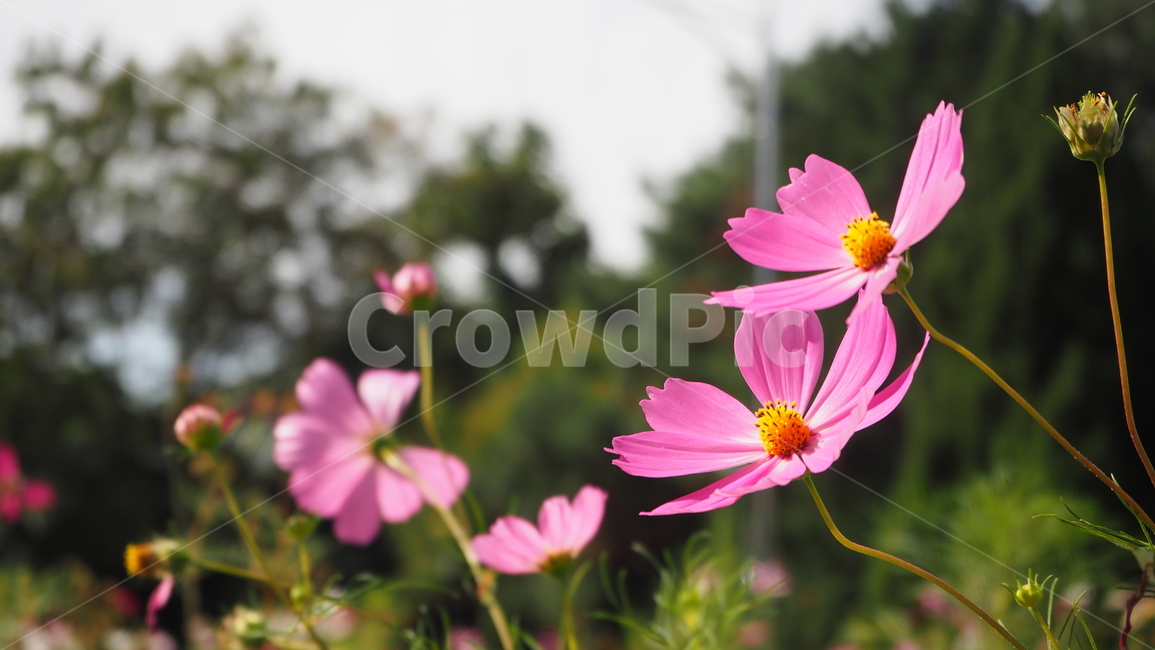 plant,식물,코스모스,가을,cosmos,가을,계절,fall,autumn,season,식물,자연,plants,nature,꽃,flower