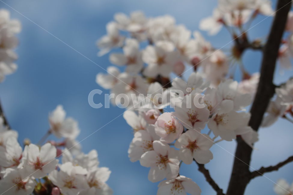 벚꽃,꽃,봄,분홍색,하얀색,갈색,계절,색깔,식물,자연,cherryblossom,pink,brown,white,flower,spring,season,color,plant,nature,봄,계절,spring,season,식물,자연,plants,nature,꽃,flower