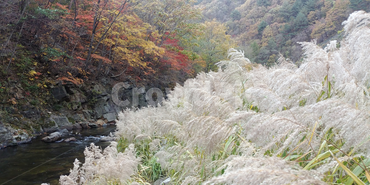 억새,갈대,단풍,가을,시내,물,나무,plant,tree,water,빨간색,노란색,노랑,빨강,울긋불긋