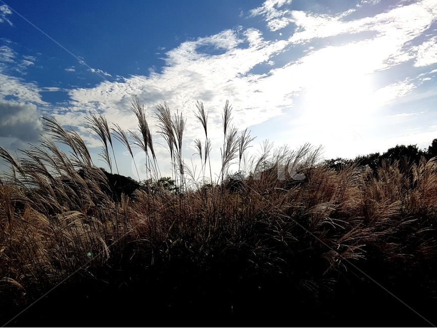 영인산,억새,하늘,가을,풍경,해,뭉게구름,가을,계절,fall,autumn,season,자연,풍경,nature,landscape,plant,식물,grass,잔디,lawn,reed,갈대