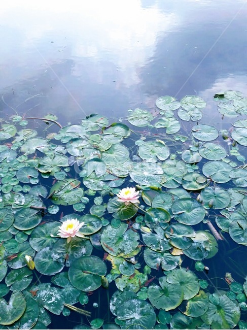연꽃,물,풍경,자연,배경화면,고즈넉,평화,식물,자연,plants,nature