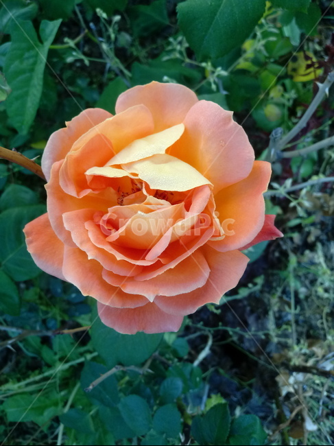 장미,장미꽃,플라워,식물,flower,로즈,꽃