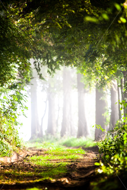 숲속,오솔길,감성,봄,새벽,산책,자연,풍경,nature,landscape,휴식,힐링,rest,relaxation,healing,tree,나무,plant,식물,tree trunk,나무 줄기