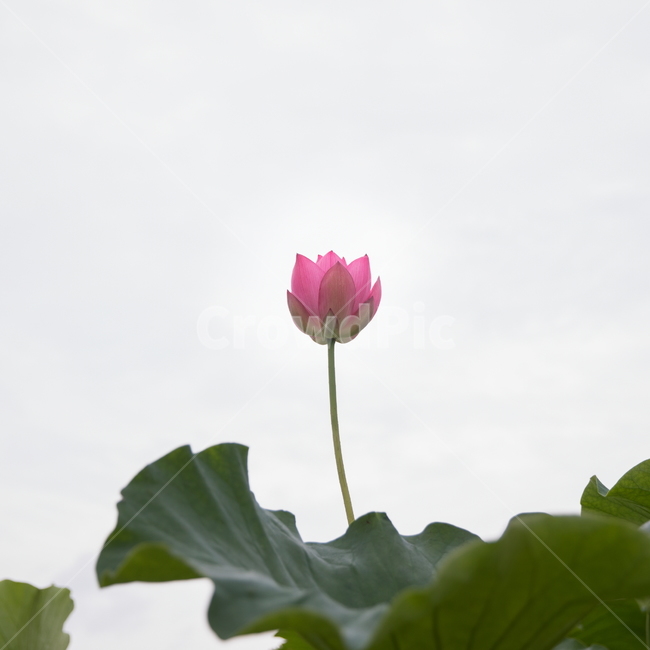 연꽃,꽃,여름꽃,식물,lotus,flower,식물,자연,plants,nature,꽃,flower
