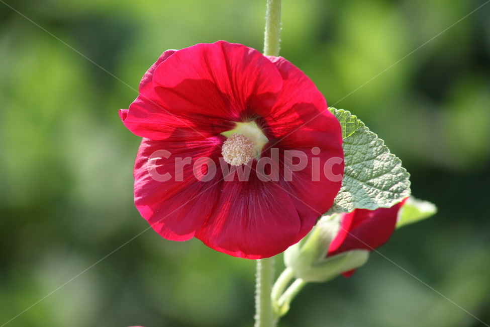 접시꽃,꽃,여름,촉규화,hollyhock