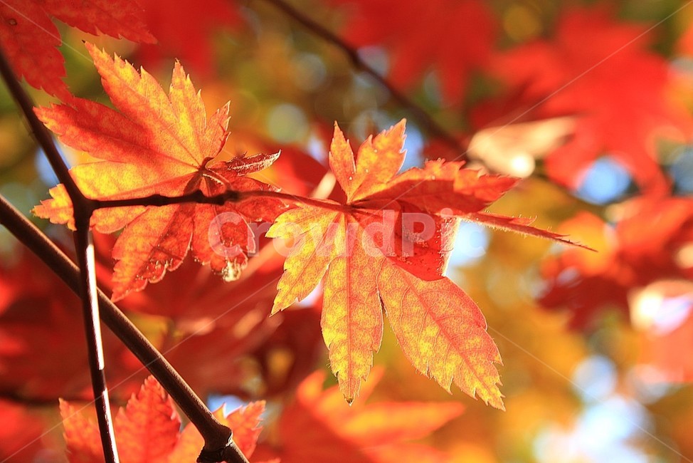 단풍잎,가을,산행,햇살,fall