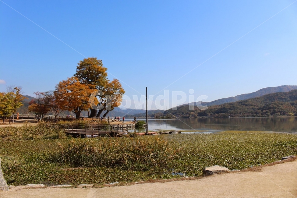 가을,양평,양수리,두물머리,여행,남한강,북한강,가을,계절,fall,autumn,season,자연,풍경,nature,landscape,한국자연풍경,한국자연경관,korea nature landscape,plant,식물,tree,나무