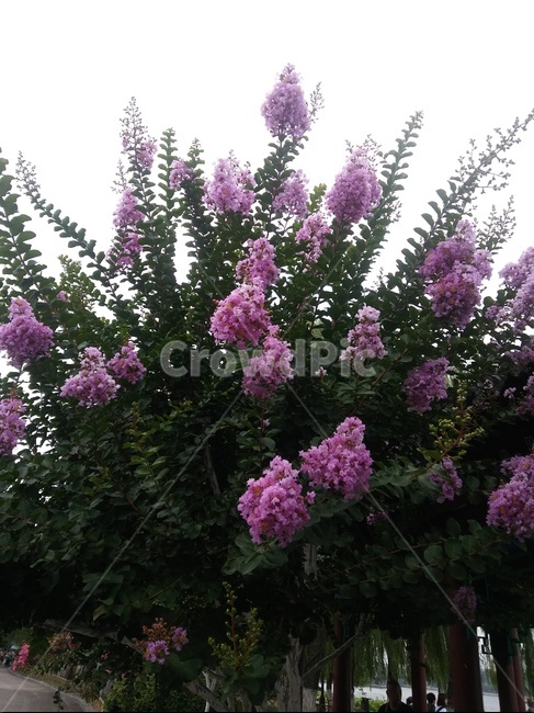 꽃,하늘,나무,나뭇잎,야외,식물,자연,plants,nature,꽃,flower