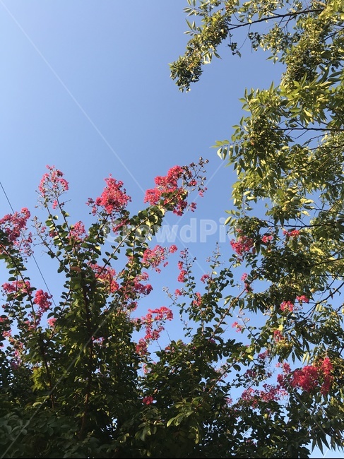 plant,식물,나무,꽃,하늘,tree,sky