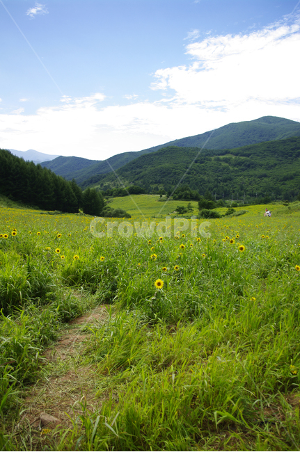 꽃밭,풍경,하늘,구름,식물,해바라기,고원,자연,풍경,nature,landscape,field,들,grassland,목초지,outdoors,옥외