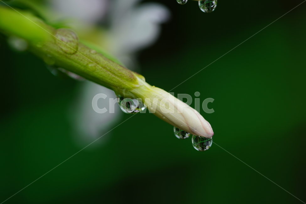 물방울,이슬,식물,풀,풀잎,자연,접사,클로즈업,풍경,waterdrop,dewdrop,빗물,nature,plant,plants,landscape,macro,closeup,이파리,식물,자연,plants,nature