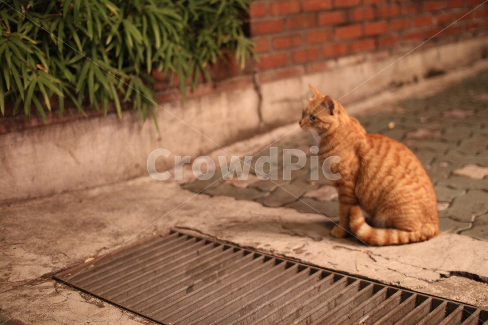 고양이,길고양이,cat,반려동물,사랑,love,동물,animal,포유류,mammal,고양이,cat,kitten,kitty