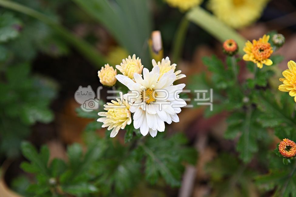 국화,국화꽃,꽃,꽃잎,가을꽃,식물,자연,공원