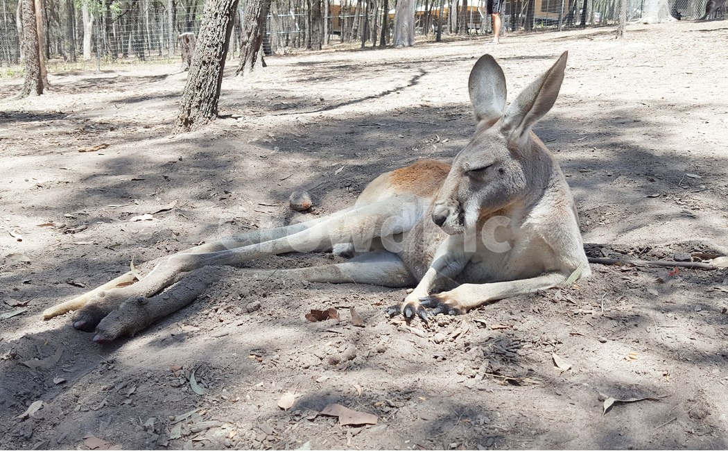 캥거루,kangaroo,호주,오스트레일리아,동물,애니멀,animal,australia,휴식,rest,잠자는,sleeping,누워있는,동물,animal,포유류,mammal
