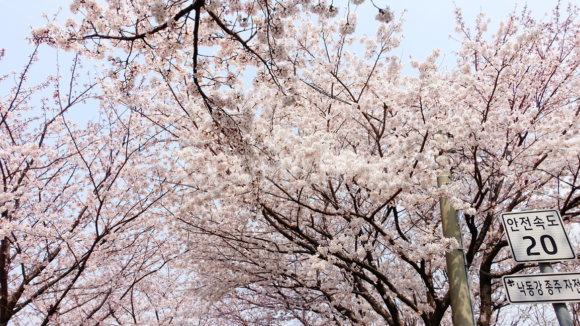 삼락강변,벚꽃,봄풍경,봄꽃,꽃,봄,계절,spring,season,자연,풍경,nature,landscape,plant,식물,flower,blossom