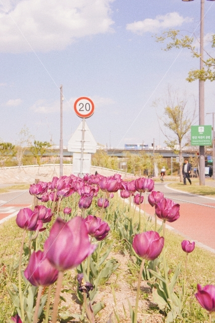 한강,꽃,튤립,풍경,하늘,flowers,tulips,Sky,landscape,봄,계절,spring,season,식물,자연,plants,nature,꽃,flower,plant