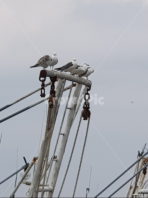 갈매기,바다,바다새,풍경,정렬,동물,animal,조류,새,birds