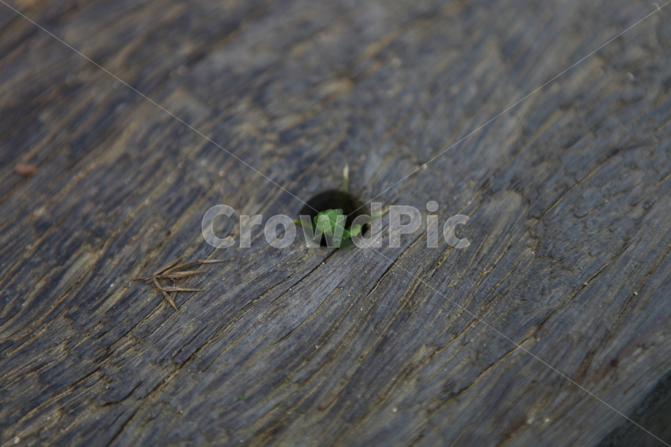 연천허브마을,여름,꽃,허브,풍경,식물,자연,plants,nature,나무,trees,wood
