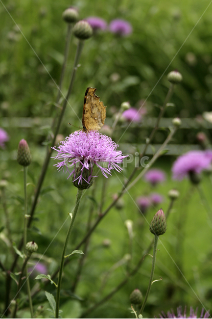 산비장이,식물,flower,plants,nature,꽃,꽃봉오리,나비,butterrfly,식물,자연,plants,nature,꽃,flower,동물,animal,곤충,벌레,insect,bug