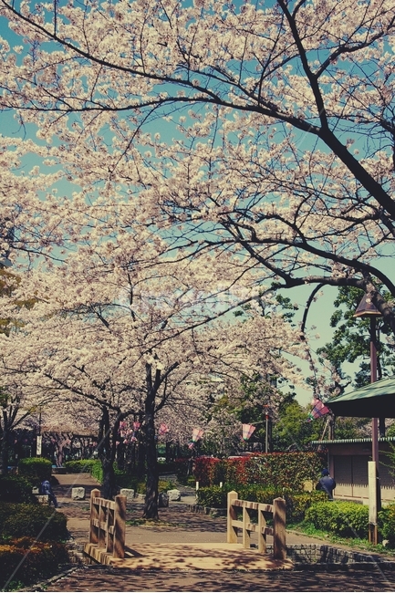 벚꽃,cherrybolssom,봄,spring,cherry,벚나무,마을,타운,동네,town,추억,다리,길,꽃길,꽃,flower,봄,계절,spring,season,감성,sensible,feeling,plant,식물