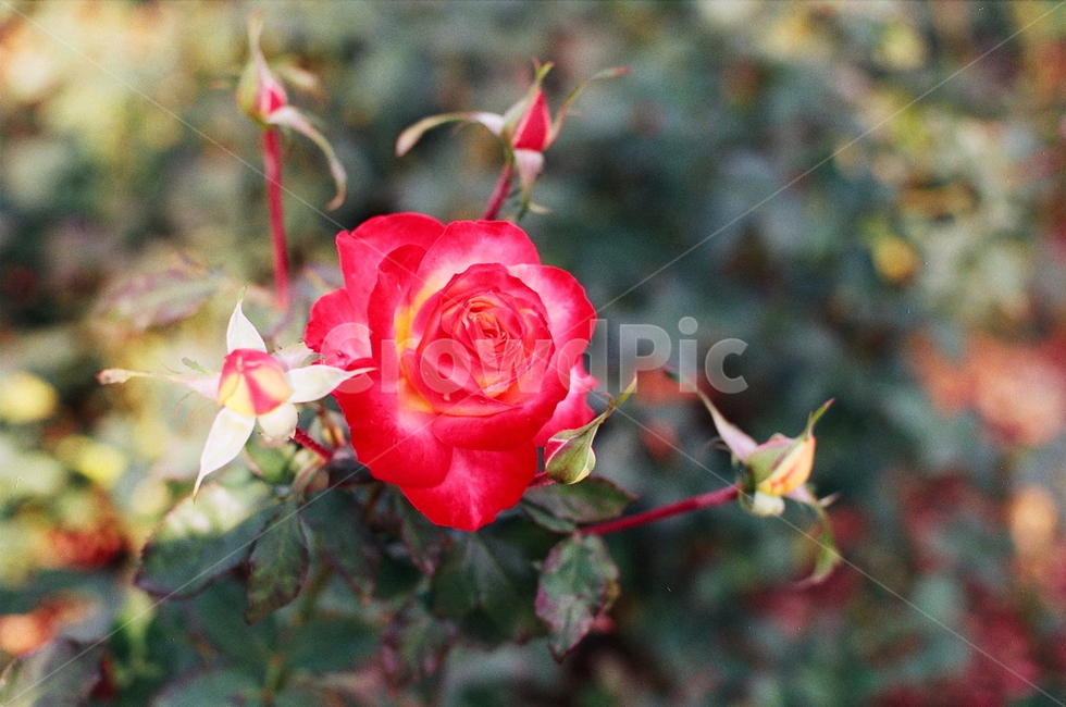 plant,식물,blossom,flower,꽃,rose,장미,로즈플라워,장미꽃,꽃,flower