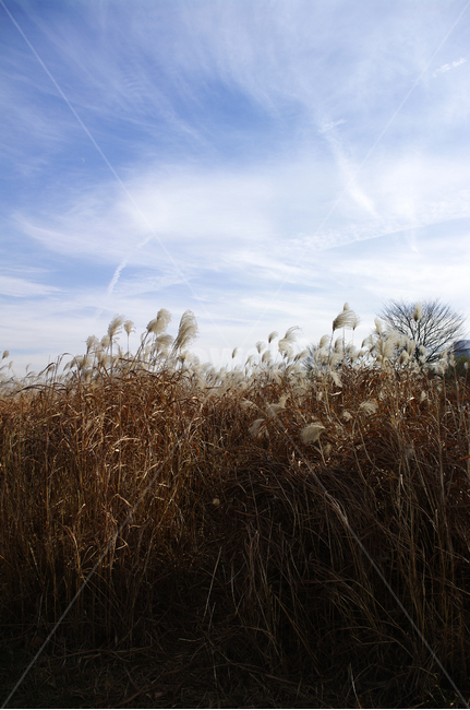 억새,자연,nature,식물,plant,하늘,구름,자연,풍경,nature,landscape,식물,plants,grass,잔디,lawn,reed,갈대