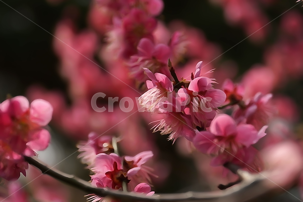 홍매화,한국자연,꽃,꽃사진,플라워,flower,봄,봄꽃,spring,식물,plants,자연,nature,풍경,landscape,계절,season,snap,스냅,접사,macro,closeup,클로즈업,감성사진,감성,힐링,healing,느낌,feel,feeling,꽃밭,화단,나무,나뭇가지,tree,꽃봉오리,4월,April,봄,계절,spring,season,식물,자연,plants,nature,꽃,flower,plant